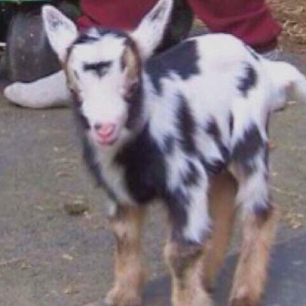 Meet your Posher, Mal